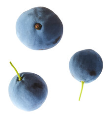 Obraz premium Fresh green Mahonia or oregon grape berries falling in the air isolated on white background