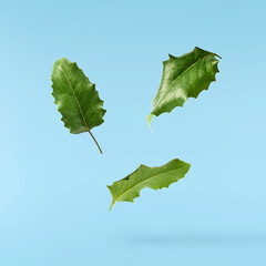 Fresh green Mahonia or oregon grape leaves falling in the air isolated on yellow background