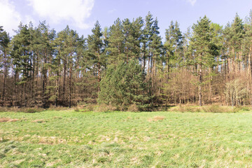 Obraz premium Wild, green meadow in forest. Kashubia Poland.