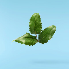 Fresh green Mahonia or oregon grape leaves falling in the air isolated on yellow background