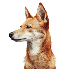 Majestic Profile of a Wild Canine