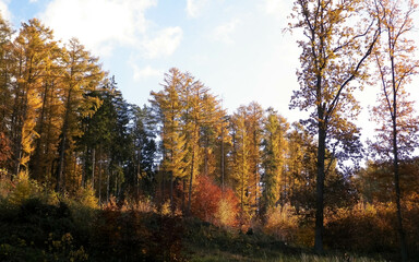 Fototapeta premium Autumnal forest in sunny day.