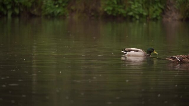 plan fixe de canards passant dans le cadre de l'image id&eacute;al pour un changement de plan