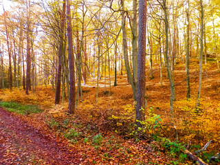 Autumnal forest landscape.