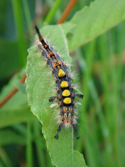 The rusty tussock moth (Orgyia antiqua), also known as vapourer, caterpillar sitting on a half eaten willow leaf