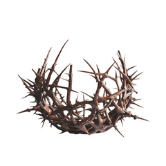 Obraz premium A crown of tree branches with sharp long xiphoid thorns on a white background