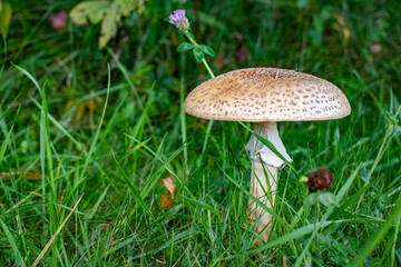 mushroom in the grass