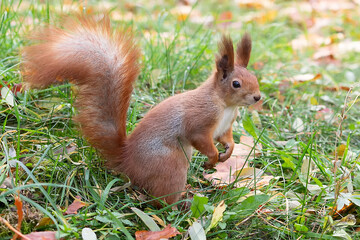 Curious red squirrel on the grass in the park