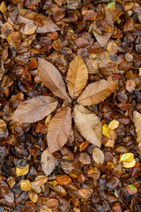 Pattern of Autumn Leaves on a Bed of Brown Leaves