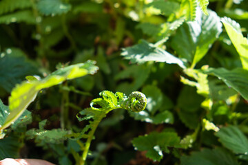 Macro photo of young fern sprout with selective focus