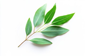 Eucalyptus leaves on a white backdrop Evergreen member of the Myrtaceae family