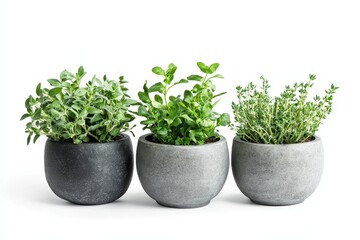 Fake herb planters on white backdrop Interior decoration