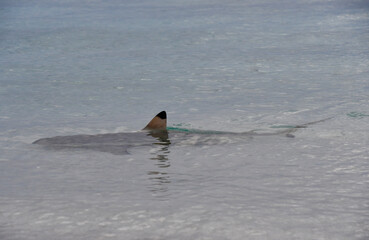 Blacktip Reef Shark in Indian Ocean - Carcharhinus melanopterus
