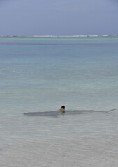 Blacktip Reef Shark in Indian Ocean - Carcharhinus melanopterus