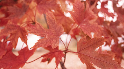 Autumn, leaf, fall, nature, yellow, maple, season, tree, red, foliage, colorful, texture, forest, fallen, park, seasonal, ground, gold, bright