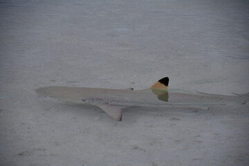 Blacktip Reef Shark in Indian Ocean - Carcharhinus melanopterus