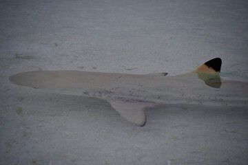 Blacktip Reef Shark in Indian Ocean - Carcharhinus melanopterus