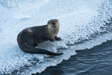 River Otter on Ice, Yellowstone National Park