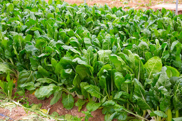 Growing mangold in the greenhouse