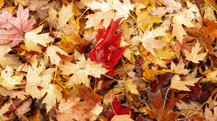 Autumn, leaf, fall, nature, yellow, maple, season, tree, red, foliage, colorful, texture, forest, fallen, park, seasonal, ground, gold, bright