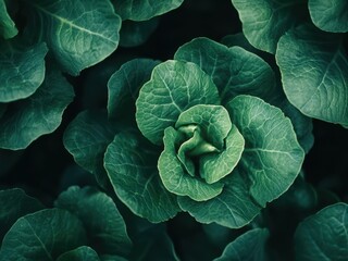 Obraz premium In the garden leafy greens and cabbage thrive Gathering fresh vegetables for salad