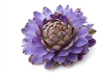 Fototapeta premium Isolated purple edible bud of an artichoke flower on white