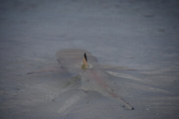Blacktip Reef Shark in Indian Ocean - Carcharhinus melanopterus