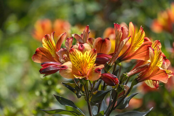 Inkalilien (Alstroemeria) © AnnaReinert
