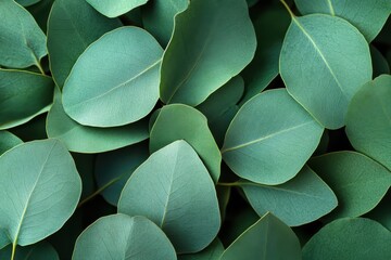 Obraz premium Pure eucalyptus oil from distillation thick green hue serves as a natural remedy for flu asthma inflammation and pain relief