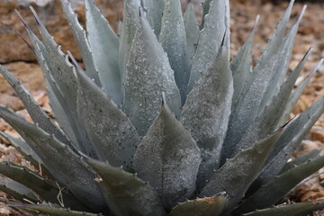 West Texas Winter