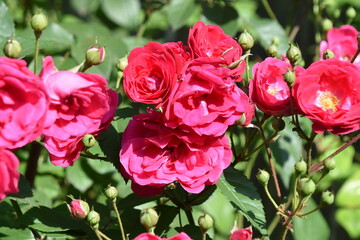 Flowers at the store