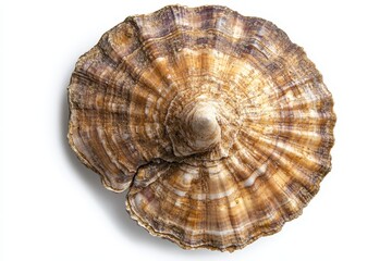 Fototapeta premium Wild Eastern oyster Crassostrea virginica is found in Atlantic and Gulf of Mexico estuaries and brackish waters isolated on a white background top view