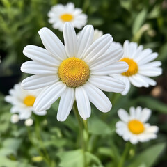 Fototapeta premium White daisy flower close-up in garden
