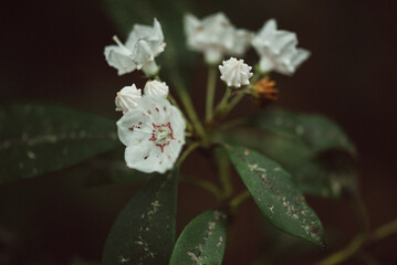 mountain laurel