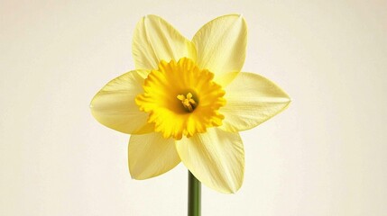 Obraz premium Yellow daffodil in vase on white background with white wall