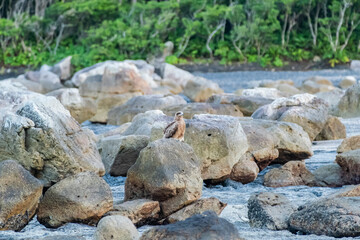 橋杭岩の浜で休むトビ　和歌山県東牟婁郡串本町