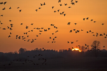 A flock of geese flies through the cloudy sky against the backdrop of sunset. Mixed flock of Greater white-fronted goose (Anser albifrons) and Taiga bean goose (Anser fabalis) on spring migration.