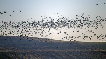 A very large spring flock of migratory birds over the fields. Mixed flock of Greater white-fronted goose (Anser albifrons), Taiga bean goose (Anser fabalis) and Common crane (Grus grus).