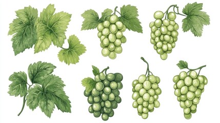 Obraz premium Green Grapes Watercolor Painting, Illustration of Grapes on a Branch