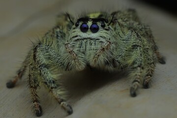 close up hylus diardi jumping spider