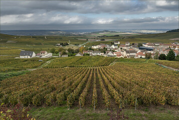 Obraz premium Looking down hill onto the vineyards of the Cotes de Blanc