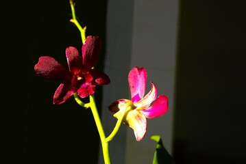 Dark red dendrobium orchid flower under sunlight in a garden
