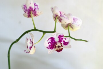 beautiful white orchid with purple spot phalaenopsis orchid flower on white background