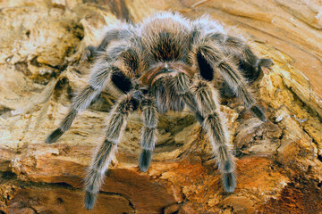 Chilean Rose Hair Tarantula (Grammostola rosea).