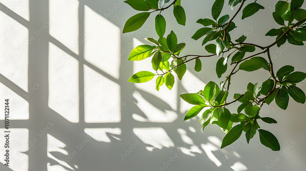 Poster leaves and window pane shadow overlay effect on white background, natural light, abstract image conc