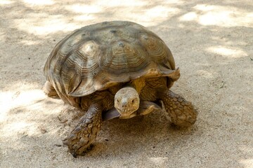 African Spurred Tortoise from Bervard Zoo