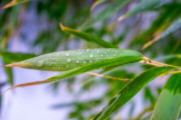 close-view of bamboo branches coated with freezing rain in winter