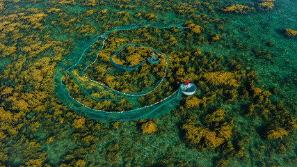 Casting nets to catch fish during seaweed season in Nhon Hai and Quy Nhon. The bright yellow color of seaweed is very beautiful. Photo taken at Hon Kho, Quy Nhon in June 2022. © huong
