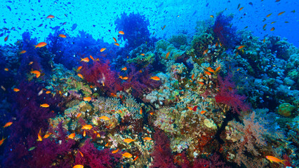 Underwater panorama photo of a colorful coral reef 