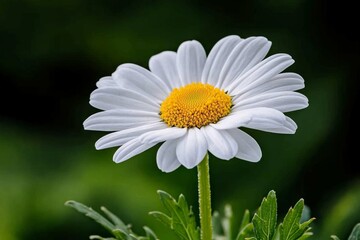 Fototapeta premium Close-up of a daisy in a green meadow, with delicate white petals and a yellow center
